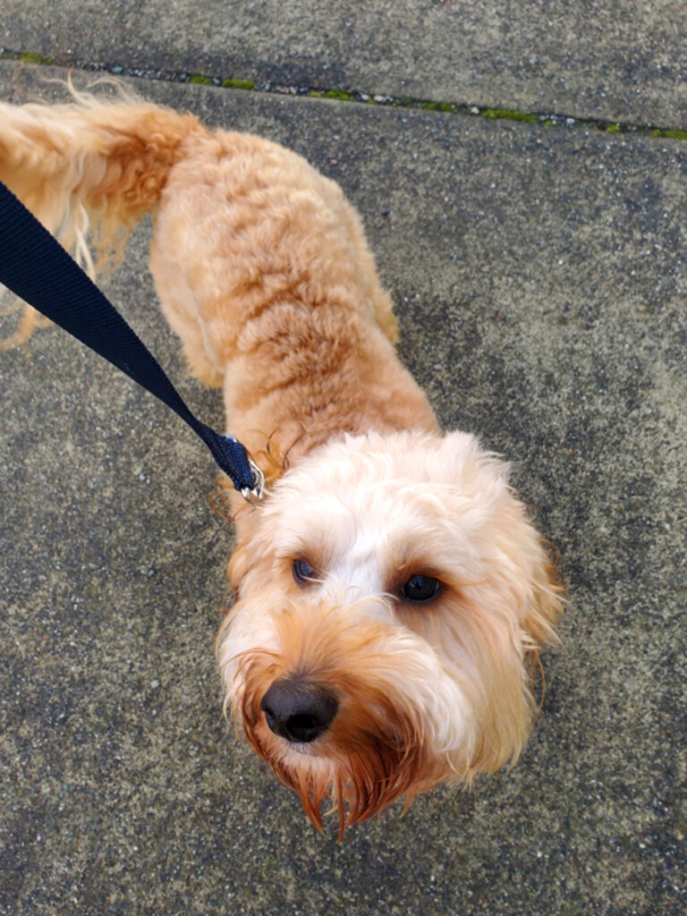 Archie Dog