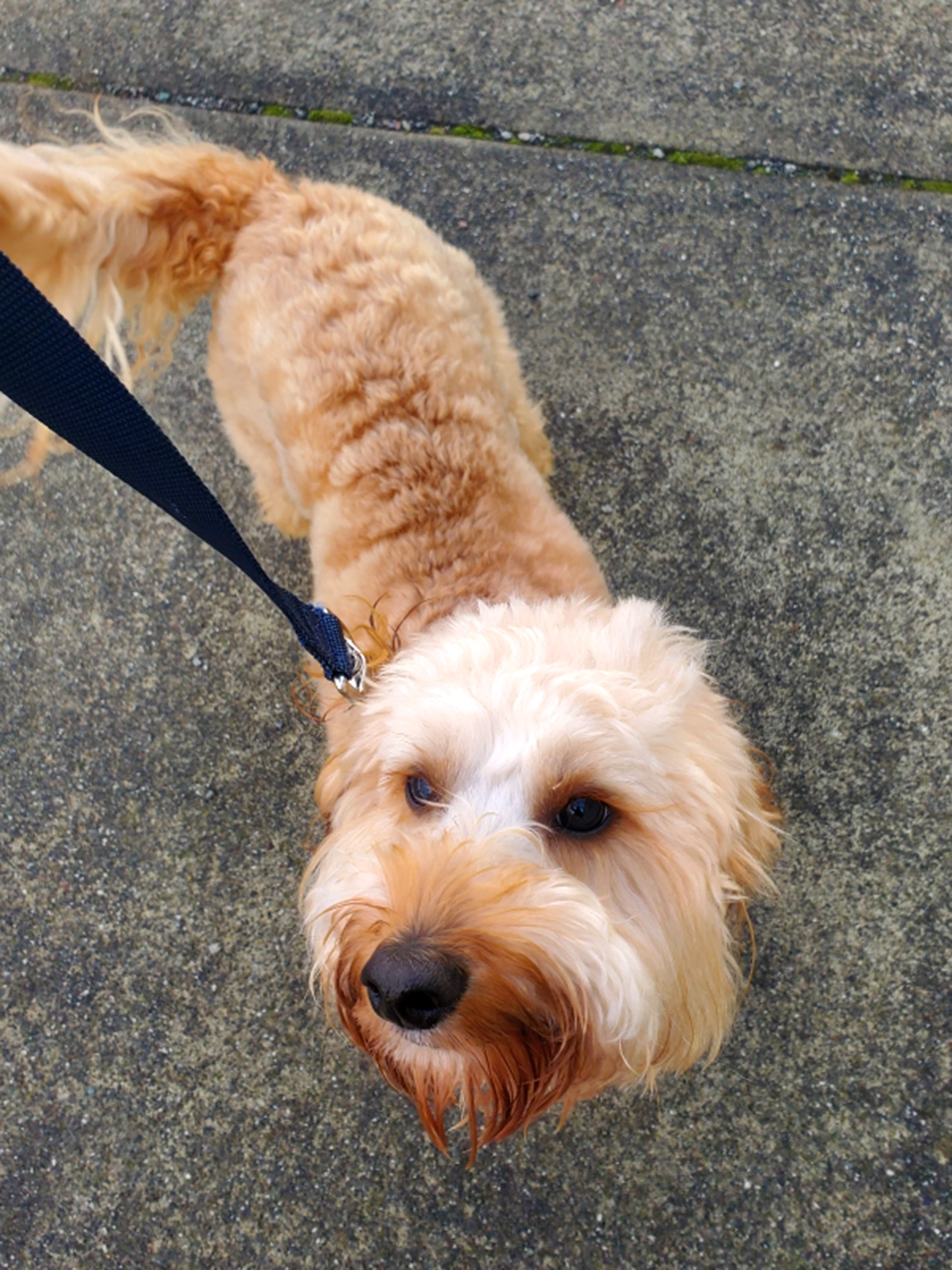 Archie Dog
