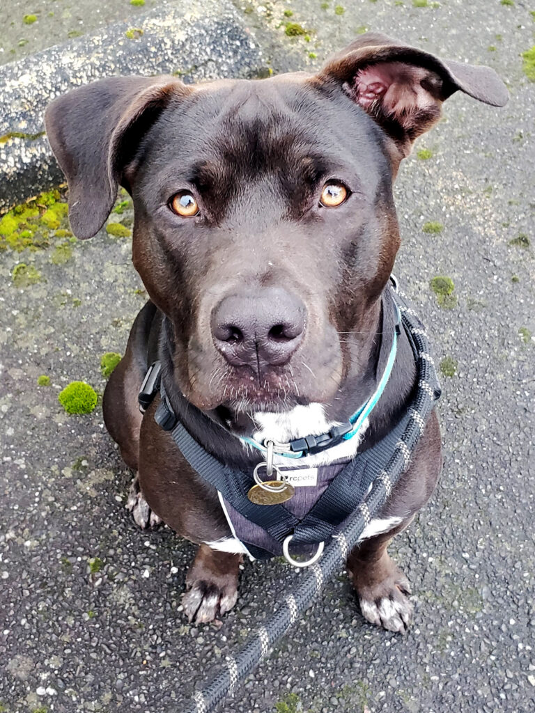 Blue O.J. Dog