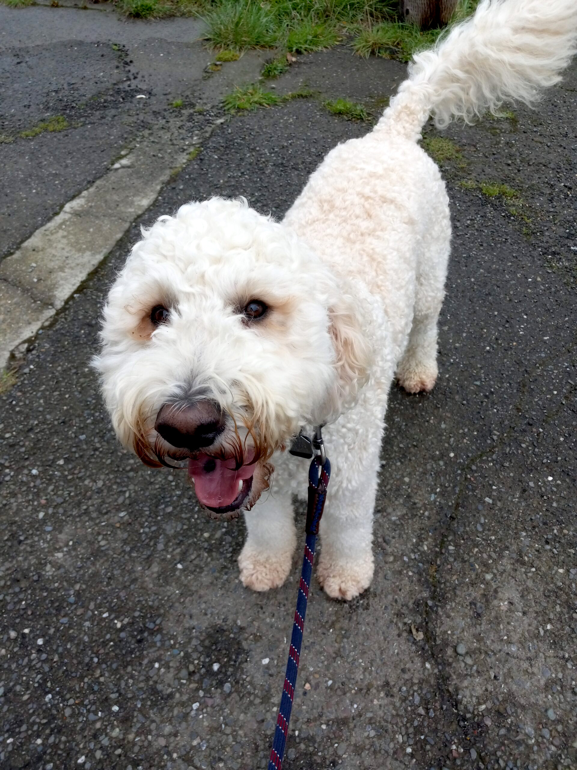 Walter Dog