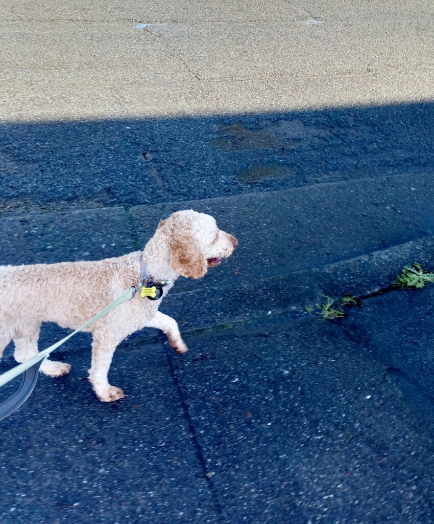 Clarence pup